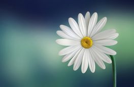 marguerite-729510__340