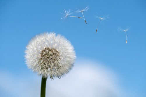 pusteblume-2