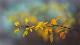 autumn-3858292_1920